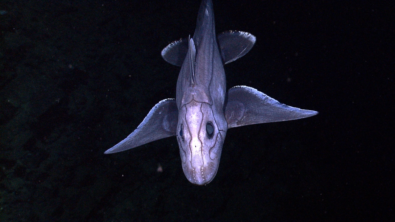 Close-up of shark sensory organs including ampullae of Lorenzini and nostrils