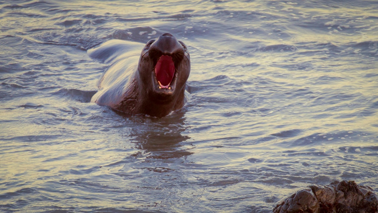 Beluga whale opening mouth and producing surface bubbles; waveform inset showing echolocation clicks.