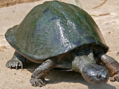 Serrated Hinged Terrapin