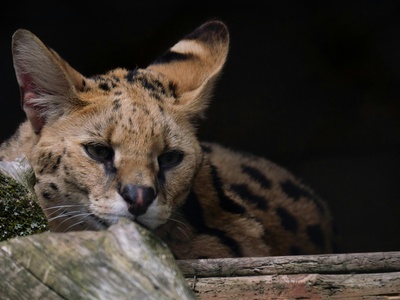 Serval