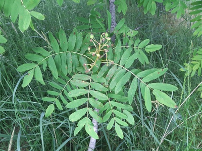 Service Tree (Oskoruša)