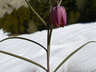 Severtzov's Fritillary