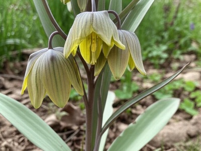 Sewerzow's Fritillary