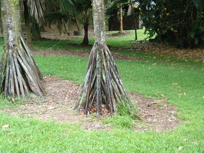 Seychelles Stilt Palm