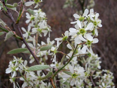 Shadbush