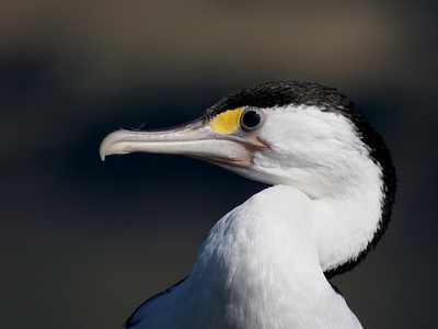 Shag