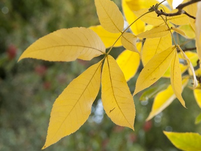 Shagbark Hickory