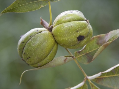 Shagbark Hickory Nut