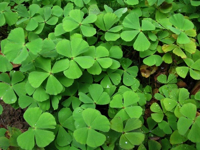 Shamrock Pea