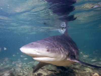 Shark