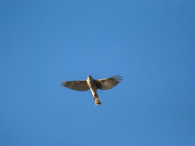 Sharp-shinned Hawk