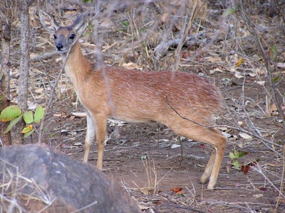 Sharpe's Grysbok