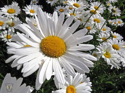 Shasta daisy