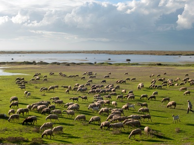 Sheep