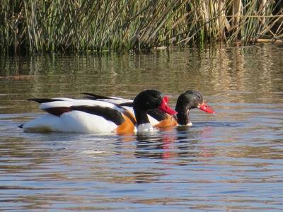 Shelduck