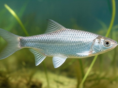 Shemaya (Caspian shad relative)