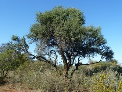 Shepherd's Tree