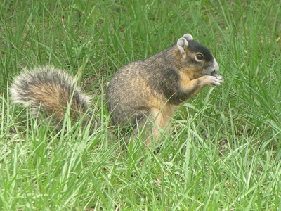 Sherman's Fox Squirrel