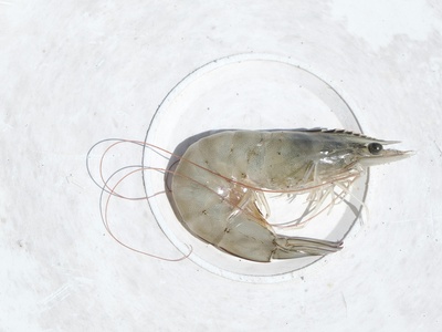 Shoal Grass Shrimp (Palaemon varians)