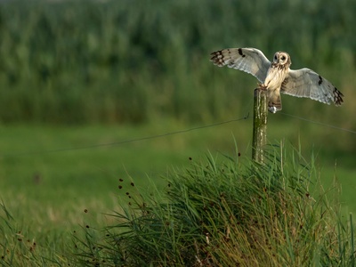 Short-eared Owl