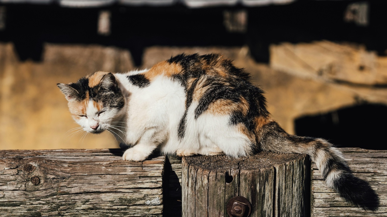 Short-haired low-shedding cat breeds grooming scene
