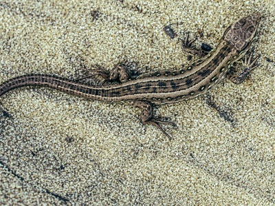Short-headed Worm Lizard