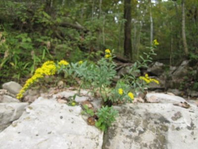 Short's Goldenrod