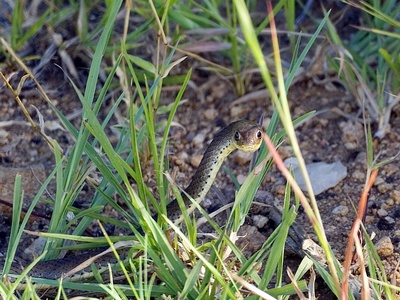 Short-snouted Grass Snake