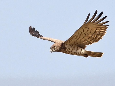 Short-toed Snake Eagle