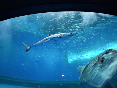 Shortfin Mako Shark