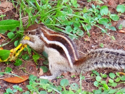 Shrew-faced Ground Squirrel