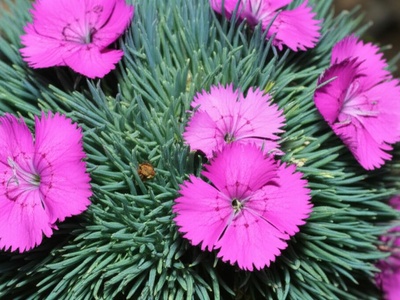 Shusha Carnation