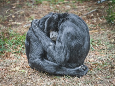 Siamang