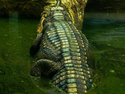 Siamese crocodile