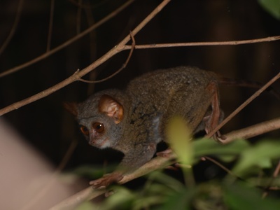 Siau tarsier
