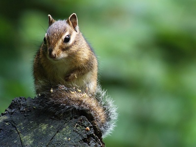 Siberian Chipmunk