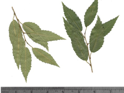 Siberian Elm