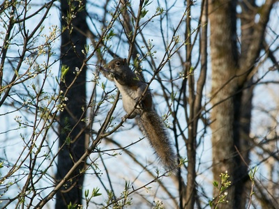 Siberian Flying Squirrel