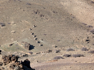 Siberian ibex