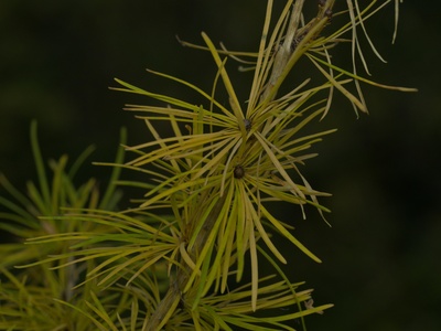 Siberian Larch