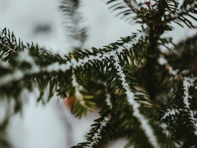Siberian Pine