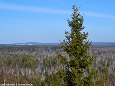 Siberian Spruce