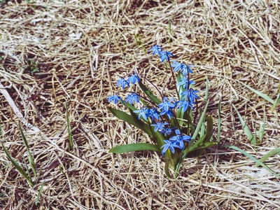 Siberian squill