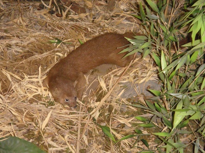 Siberian Weasel