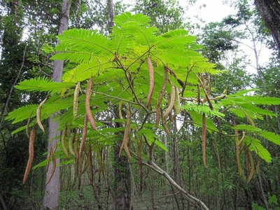 Sibipiruna / Local legumes