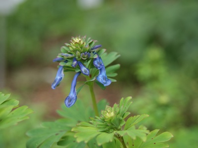 Sichuan Corydalis