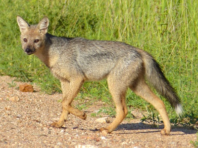 Side-striped jackal
