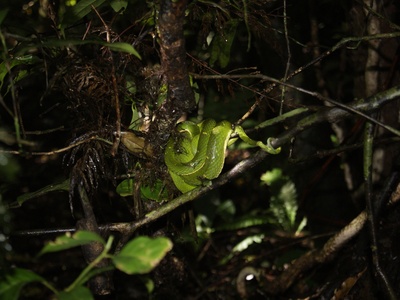 Side-striped palm-pitviper