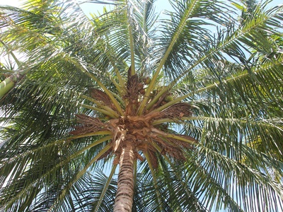 Sierran Palm