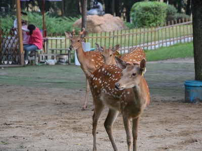 Sika Deer